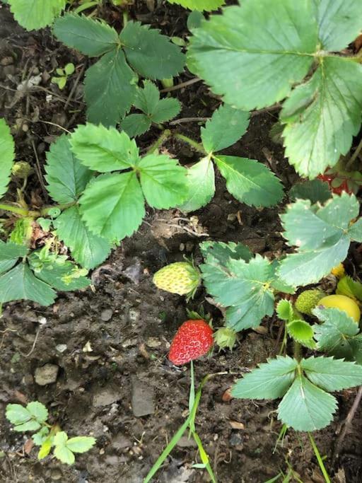 Finca Arep Alquiler Integro 6 Les Planes Les Planes d'Hostoles Eksteriør bilde